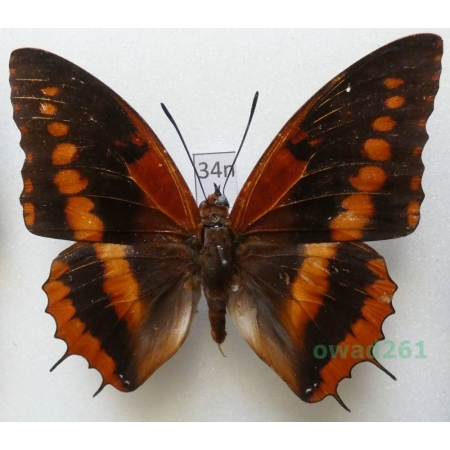 Charaxes lucretius (Cramer 1775) C.A.R. 61mm34n